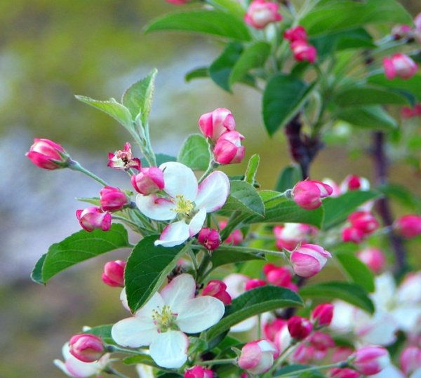 Полевые цветы