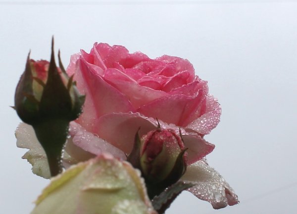 Пожелания доброго дня в стихах