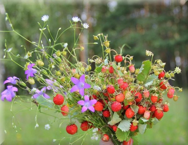 Дарю нежность