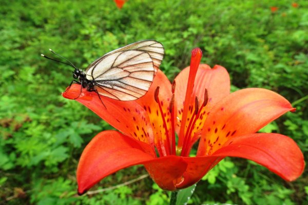 Сардана Лилия