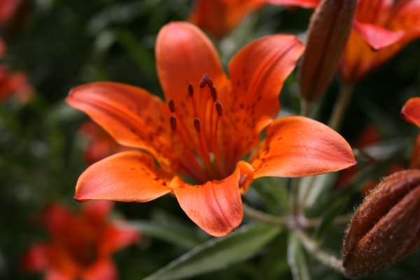 Якутская Лилия Сардаана