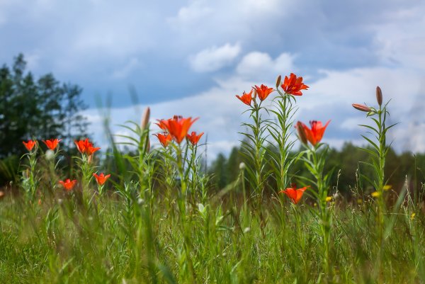 Якутский цветок Сардаана