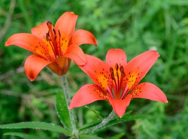 Якутская Лилия Сардаана