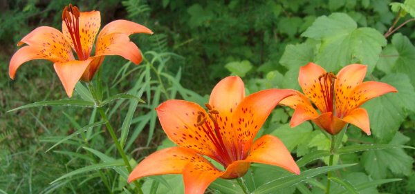 Сардаана сибэкки