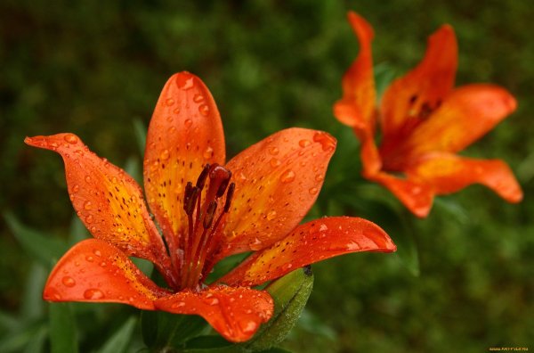 Лилия Даурская саранка