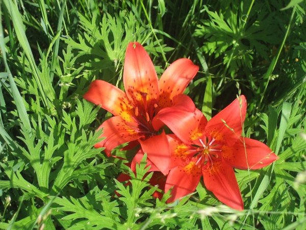 Якутская Лилия Сардаана