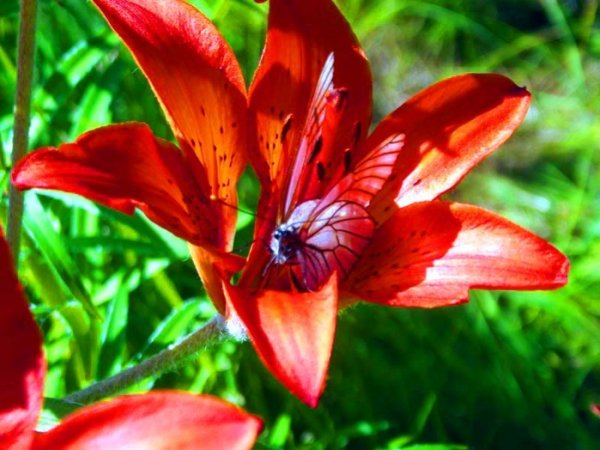 Сардана цветок Якутии