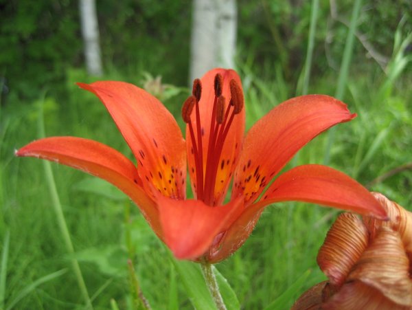 Лилия Даурская саранка