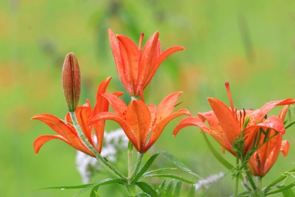 Якутская Лилия Сардаана