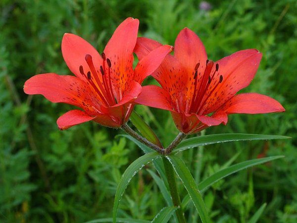 Сардана Лилия