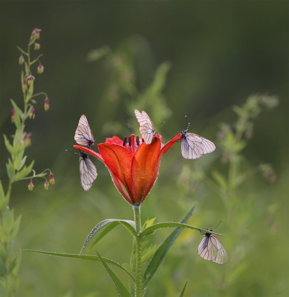 Фон Сардаана сибэкки