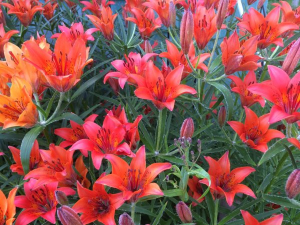 Якутская Лилия Сардаана