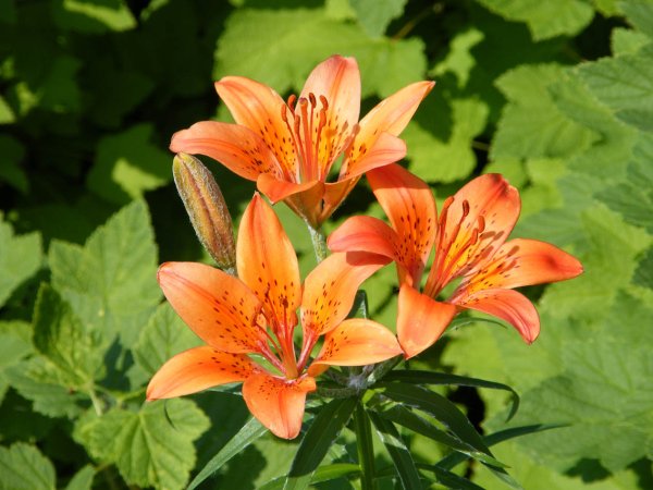 Якутская Лилия Сардаана