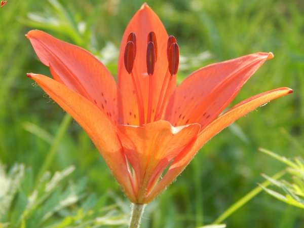 Лилии Сардаана