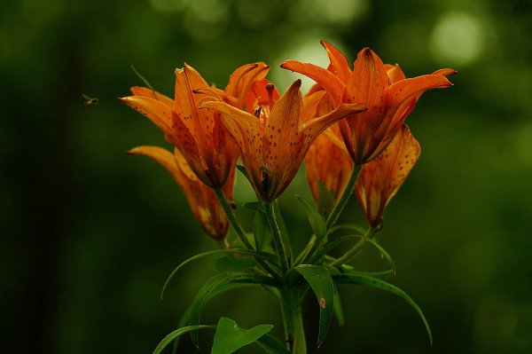 Сардаана сибэкки