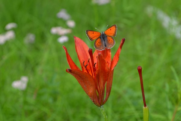 Сардана Даурская Лилия