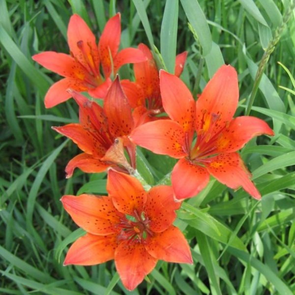 С днем рождения Сардаана