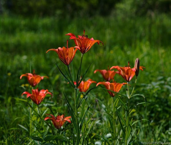 Сардаана цветок