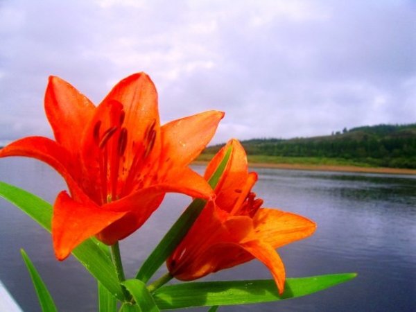 Сардаана (Лилия Даурская)