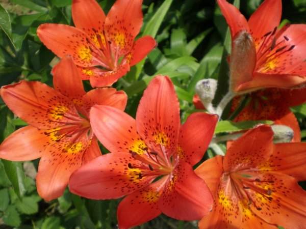 Якутская Лилия Сардаана