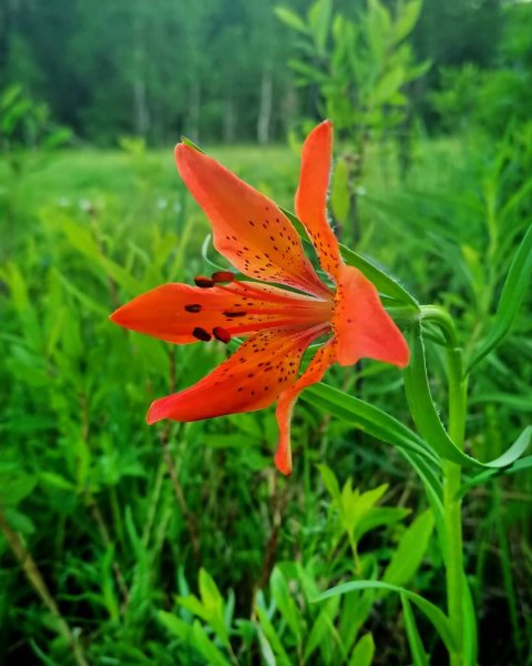 Лилия даурская (пельсинванская) или Цветок Сардаана
