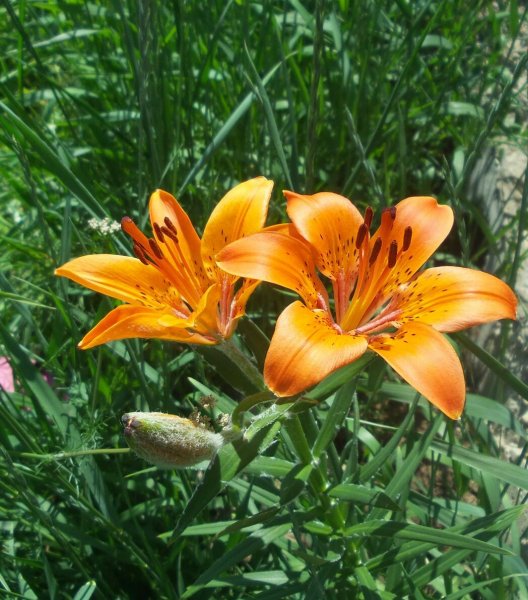 Лилия пенсильванская Даурская Lilium pensylvanicum