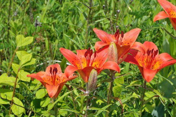 Лилия пенсильванская Lilium pensylvanicum