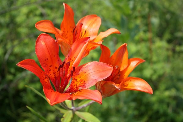 Лилия пенсильванская Даурская Lilium pensylvanicum