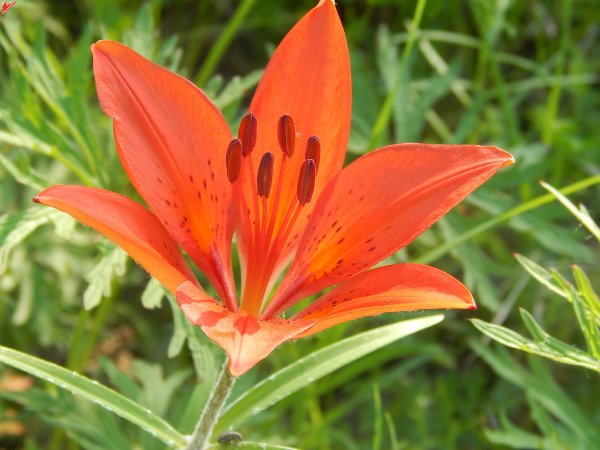 Сардана Даурская Лилия