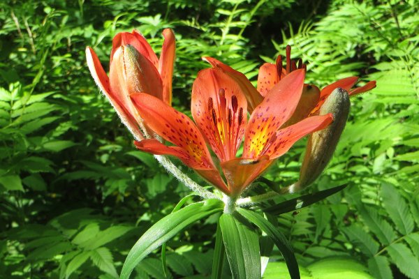 Якутская Лилия Сардаана