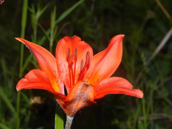 Сардаана сибэкки