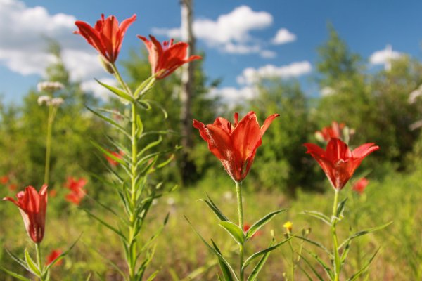 Сардана Даурская Лилия