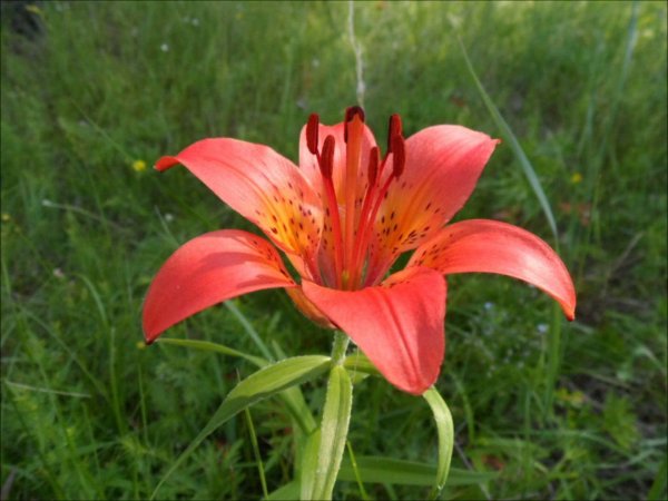 Фон Сардаана сибэкки