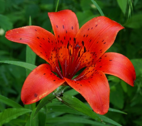 Лилия Даурская саранка