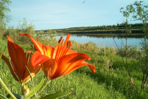 Сардаана цветок