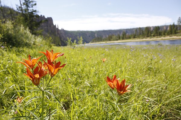 Сардана Лилия