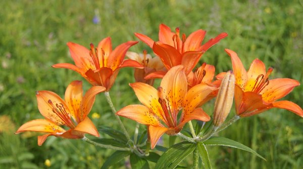 Растения Якутии Сардаана