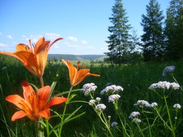 Сардана цветок Якутии