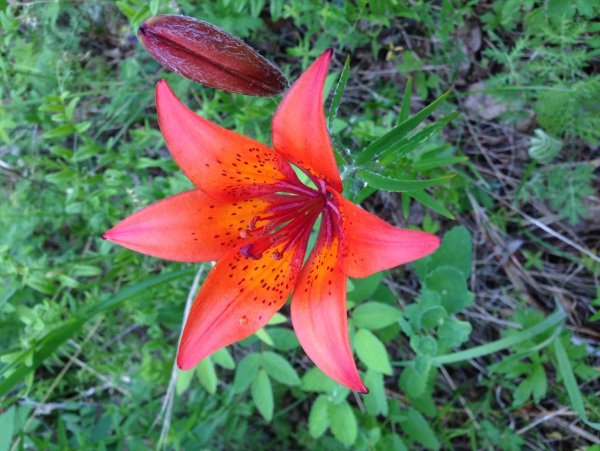 Сардаана ДС