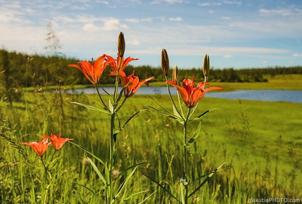 Сардаана (Лилия Даурская)