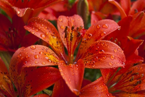 Якутская саранка Лилия