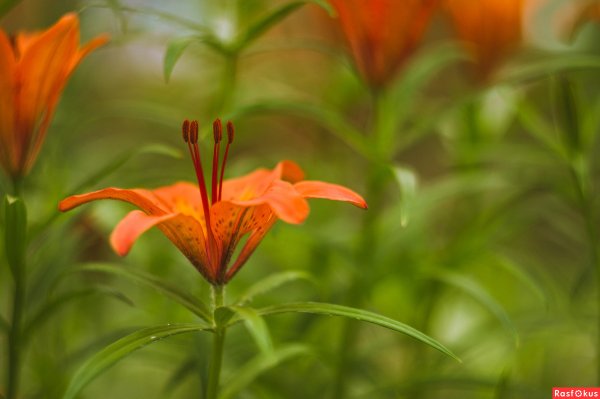 Сардаана цветок