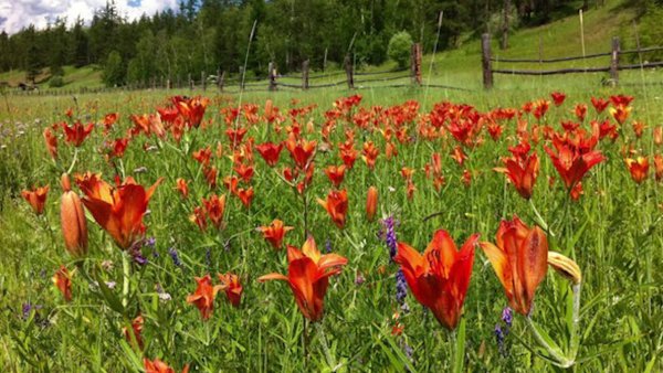 Лилия Даурская саранка