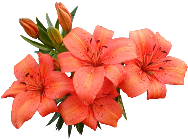 Амга Сардаана