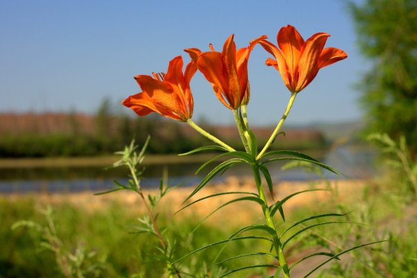 Якутская Лилия Сардаана