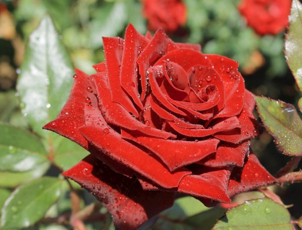 Роза царица цветов