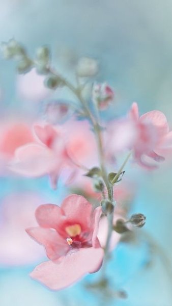 Фотообои цветы