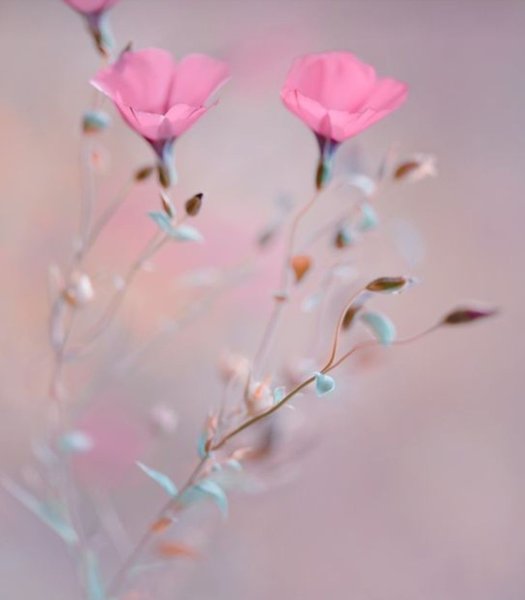 Нежные розовые цветы