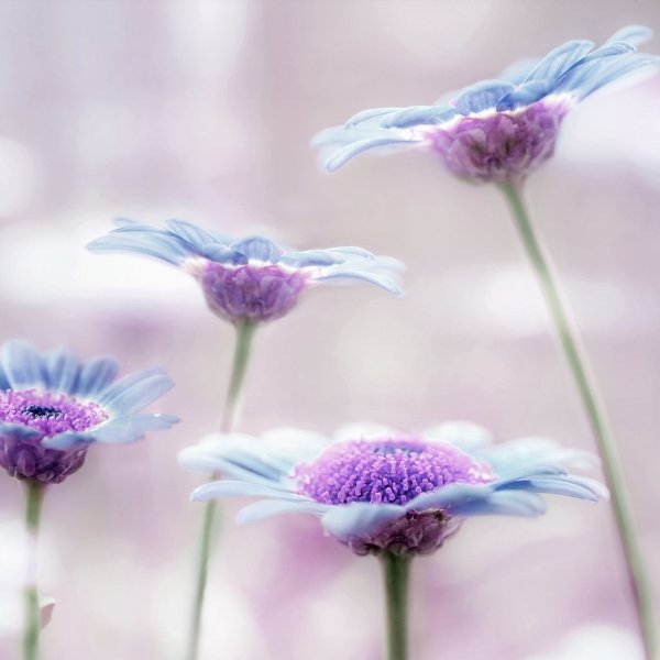 Розовые цветы на сером