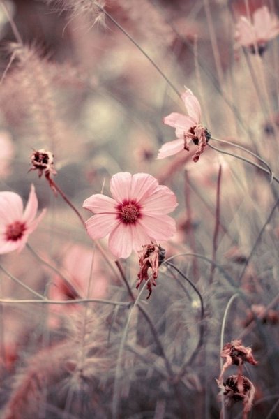 Нежный цветок